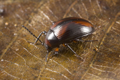 Amarygmus