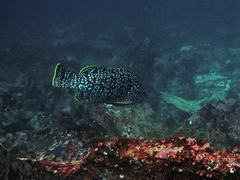 Dermatolepis dermatolepis