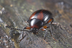 Amarygmus
