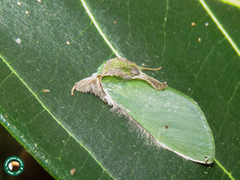 Rosema languida