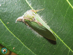 Rosema languida