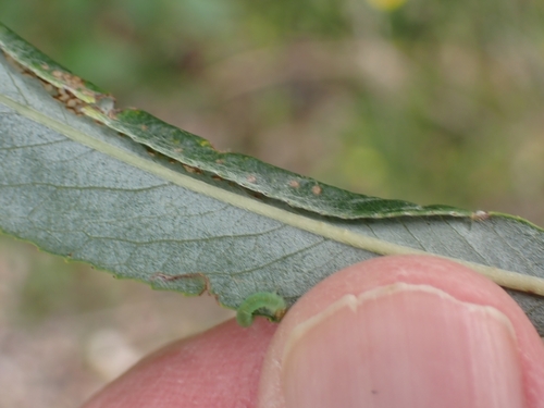 Phyllocolpa oblita