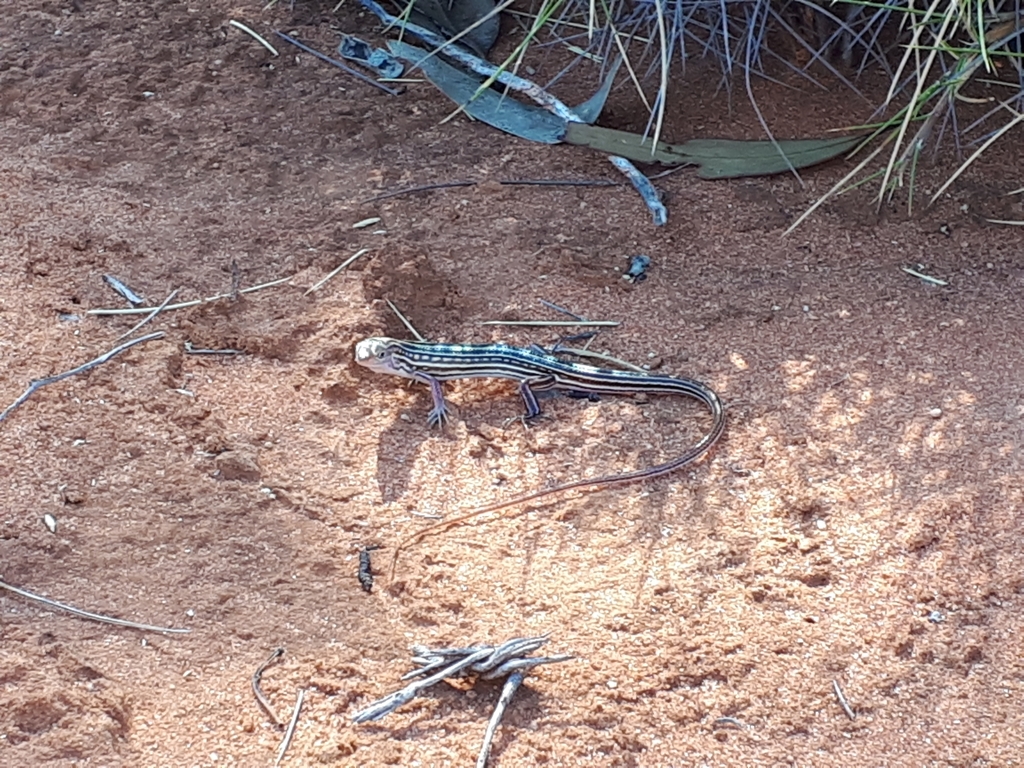 Hamelin Ctenotus