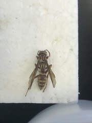 Polistes apachus apachus