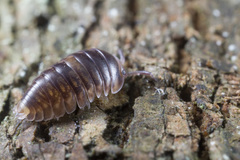 Protoradjia insularis