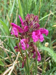 Pedicularis crenulata