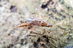 Rhinocylapus vittatus