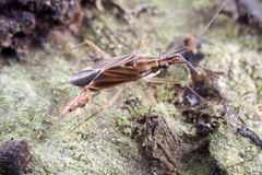 Rhinocylapus vittatus