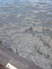 Anhinga novaehollandiae