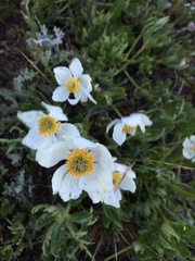 Anemonastrum zephyrum