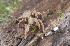 Cryptothele sundaica