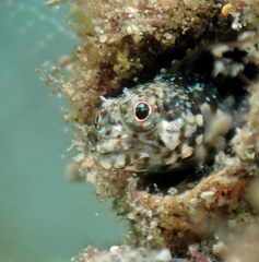 Sailfin Signal Blenny photo 1