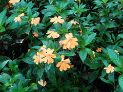 Impatiens hawkeri