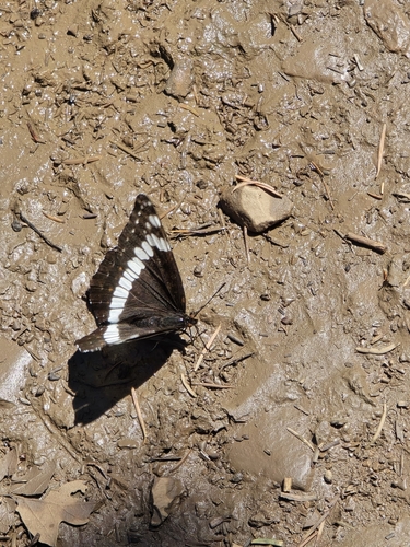 Weidemeyer's Admiral photo 6