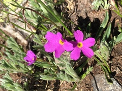 Primula angustifolia