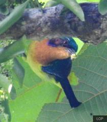 Chalcoparia singalensis