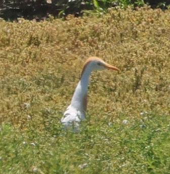 iNaturalist observation photo of Western Cattle-Egret
