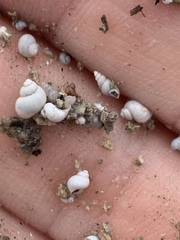 Pyrgulopsis