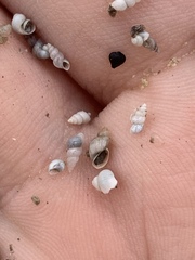 Pyrgulopsis