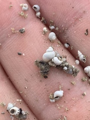 Pyrgulopsis