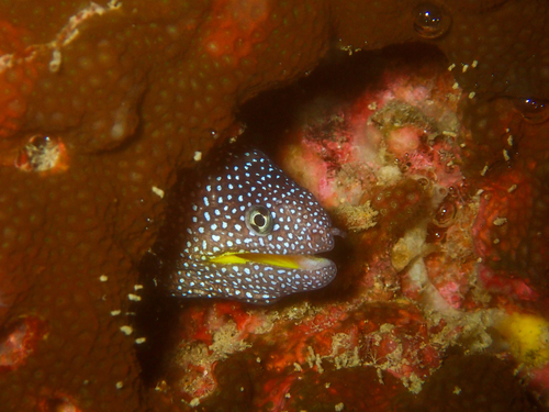Yellowmouth moray