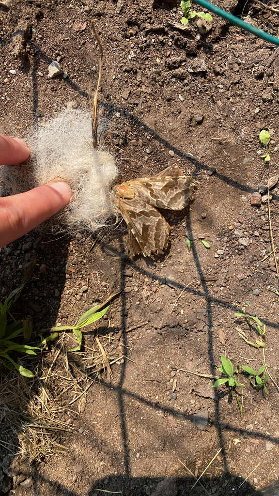 Four-spotted Ghost Moth