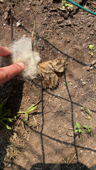 Four-spotted Ghost Moth