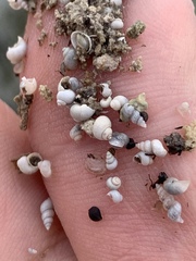 Pyrgulopsis