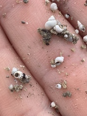 Pyrgulopsis