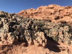 Didymodon nevadensis