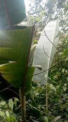 Angiospermae