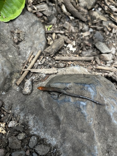 Lampropholis delicata observed 2025-05-27
