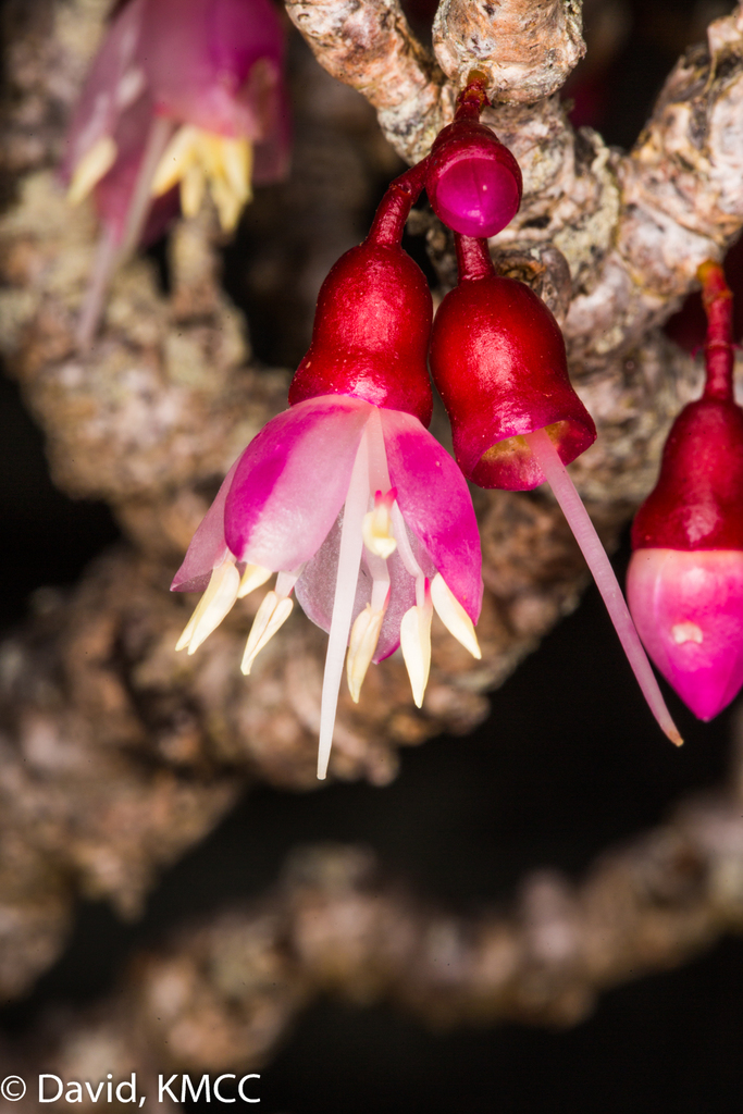 Medinilla papillosa (Andringitra Medinilla)