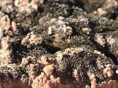 Didymodon nevadensis