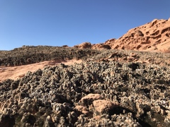 Didymodon nevadensis