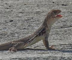 Leiolepis rubritaeniata