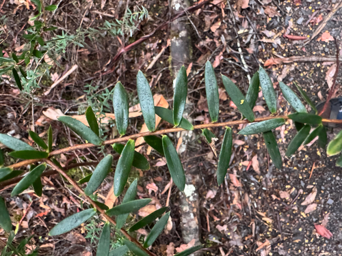 Goldy Wood (Monotoca glauca)