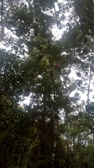 Magnoliopsida