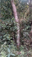 Magnoliopsida