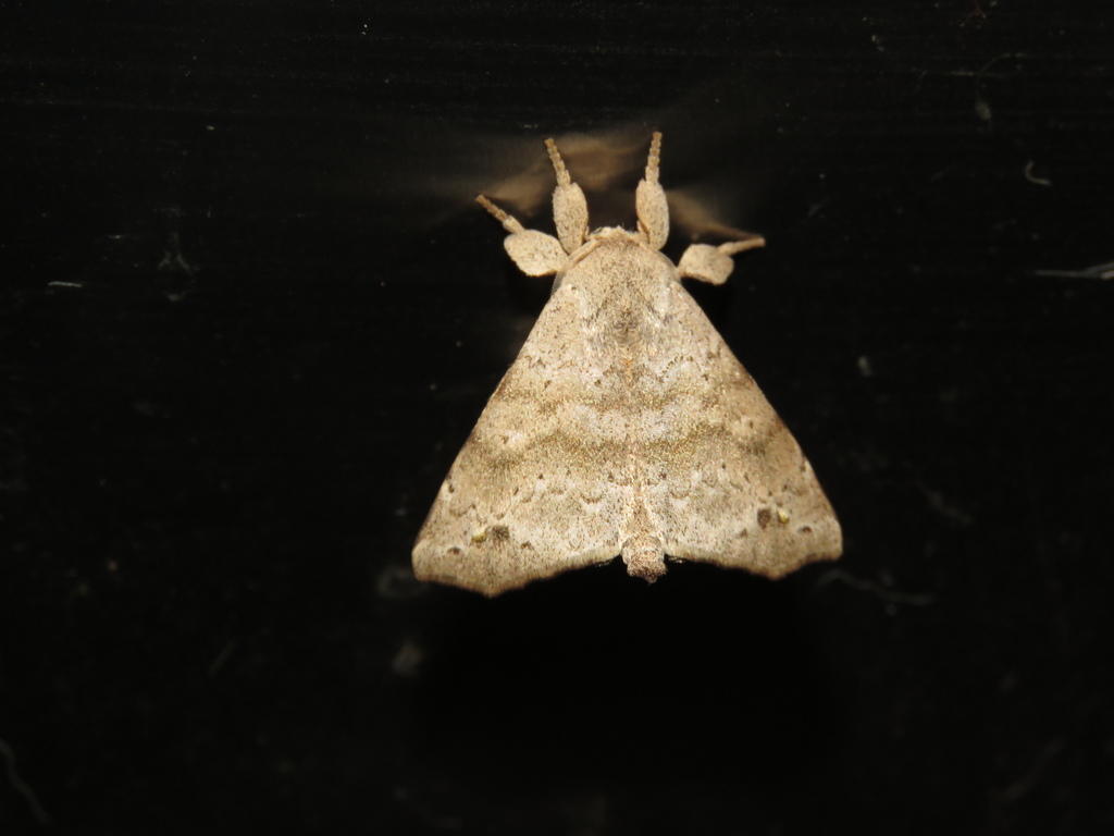 Olceclostera mutusca
