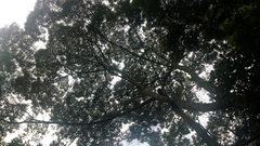 Magnoliopsida