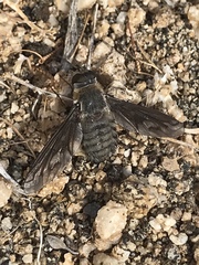 Poecilanthrax californicus