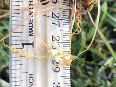 Cuscuta indecora
