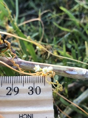 Cuscuta indecora