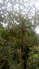 Angiospermae