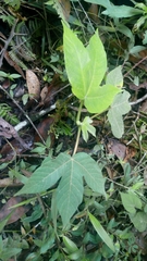 Cecropia