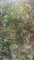 Aves