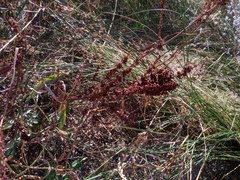 Rumex californicus