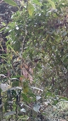 Aves