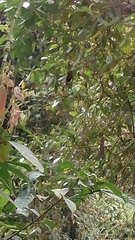 Aves